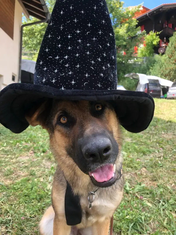 Ein Hund trägt einen Hexenhut und einen schwarzen Hut. – Jugend und Hund Lager 2018 in Segnas