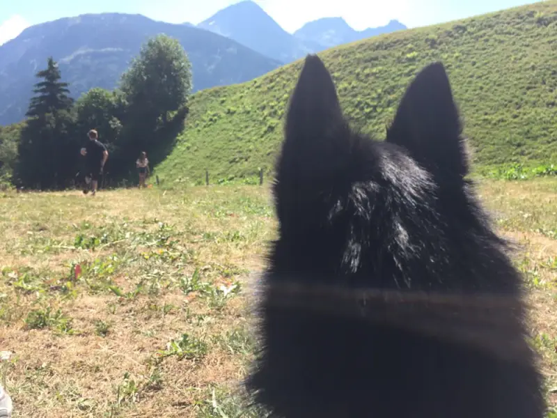 Schwarz mit einem Hund weiss mit einer Nase. – Jugend und Hund Lager 2018 in Segnas