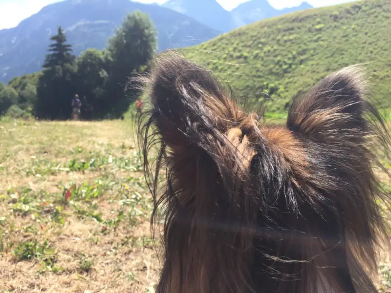 Ein Hund mit langen Haaren Blick auf die Kamera. – Jugend und Hund Lager 2018 in Segnas