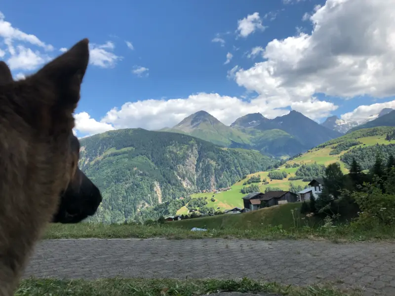 Ein hund blick auf einen berg. – Jugend und Hund Lager 2018 in Segnas