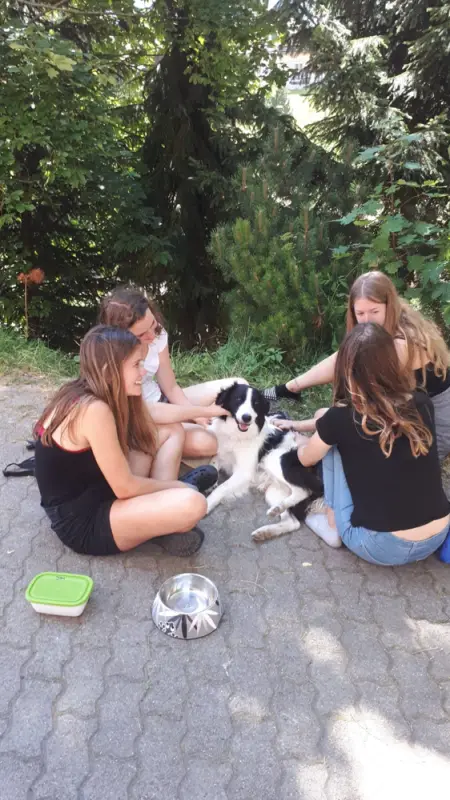 Die Kommission ist der Ansicht, dass dies nicht der Fall ist. – Jugend und Hund Lager 2018 in Segnas