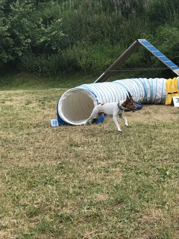 Ein hund ist legen in ein tunnel tunnel. – Jugend und Hund Lager 2018 in Segnas