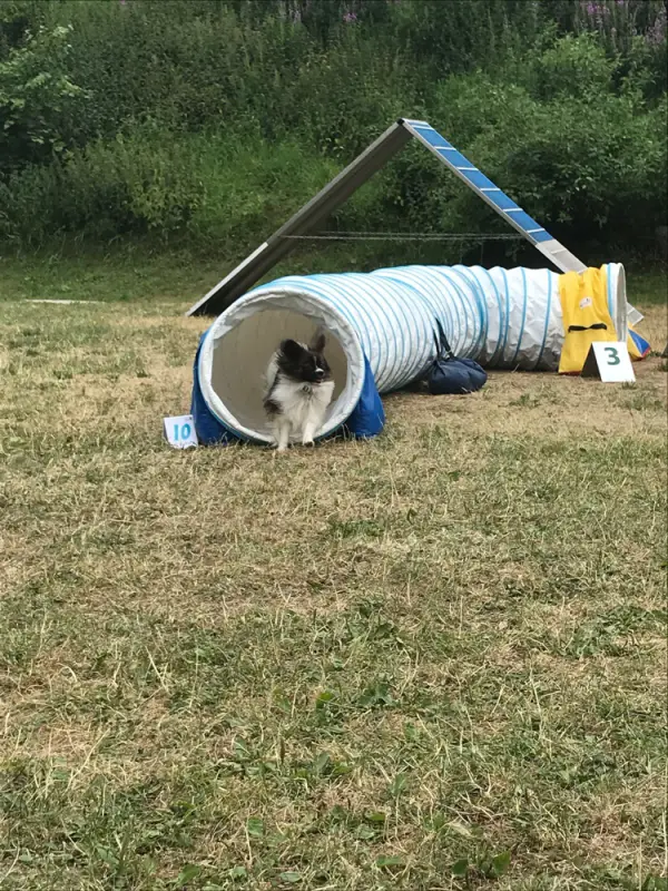 Eine Katze in einem Kater. – Jugend und Hund Lager 2018 in Segnas