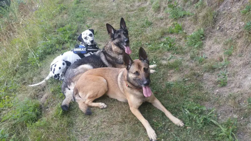 Zwei Hunde, die mit ihren Zungen auf dem Boden liegen. – Jugend und Hund Lager 2018 in Segnas