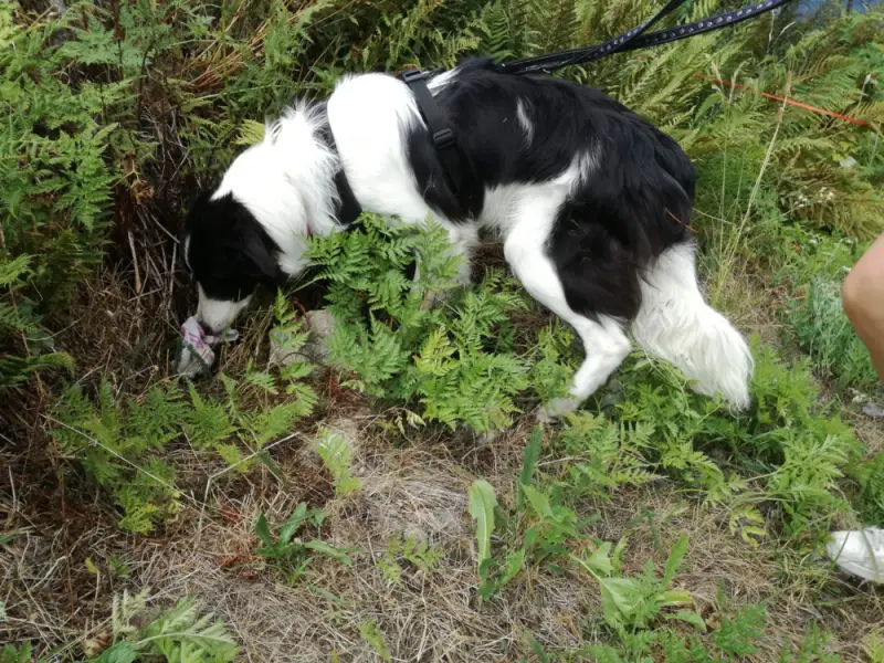 Ein Hund schnüffelt eine Pflanze im Gras. – Jugend und Hund Lager 2018 in Segnas