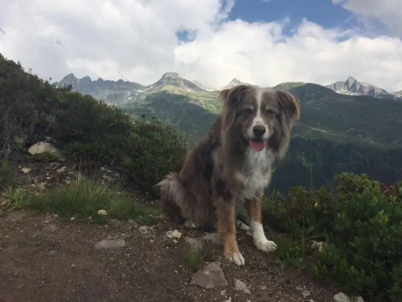 Ein Hund, der auf einem Berg sitzt. – Jugend und Hund Lager 2018 in Segnas