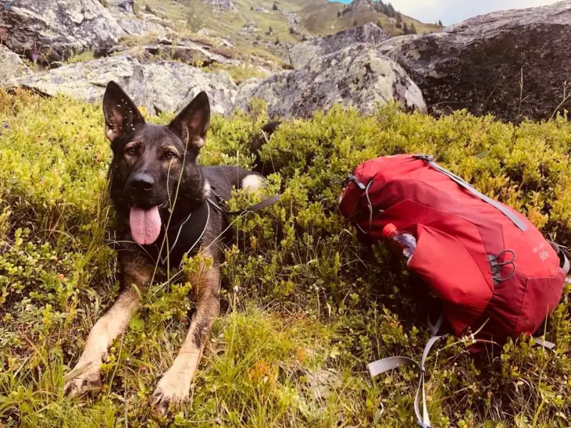 Ein Hund liegt im Gras mit einem Rucksack. – Jugend und Hund Lager 2018 in Segnas