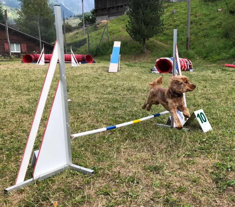 Ein Hund läuft durch einen Sprung in einem Feld. – Jugend und Hund Lager 2018 in Segnas