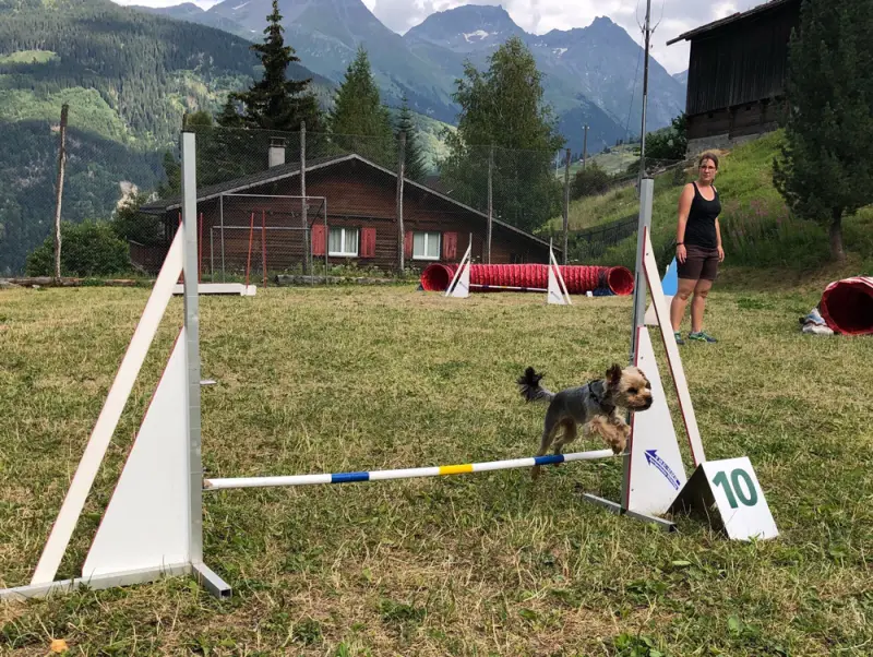 Ein Hund steht im Gras in der Nähe eines Ziels. – Jugend und Hund Lager 2018 in Segnas