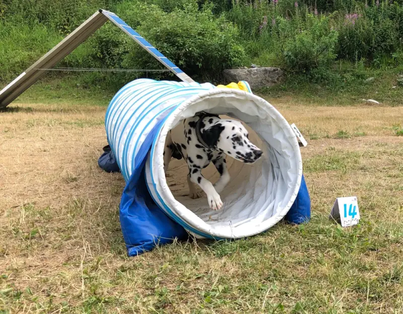 Ein in einem tunnel ein hund. – Jugend und Hund Lager 2018 in Segnas