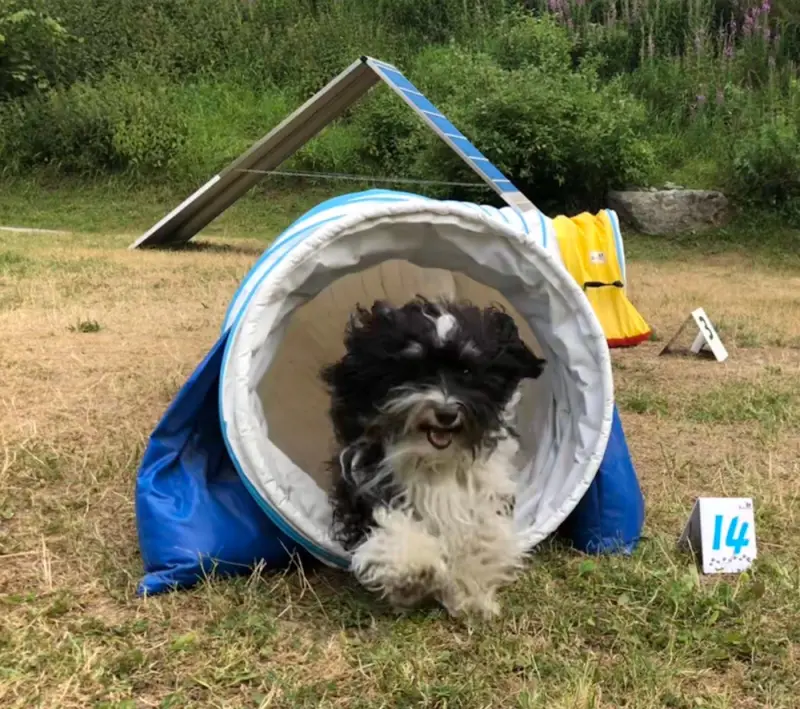 Ein kleiner Hund sitzt in einem Tunnel. – Jugend und Hund Lager 2018 in Segnas