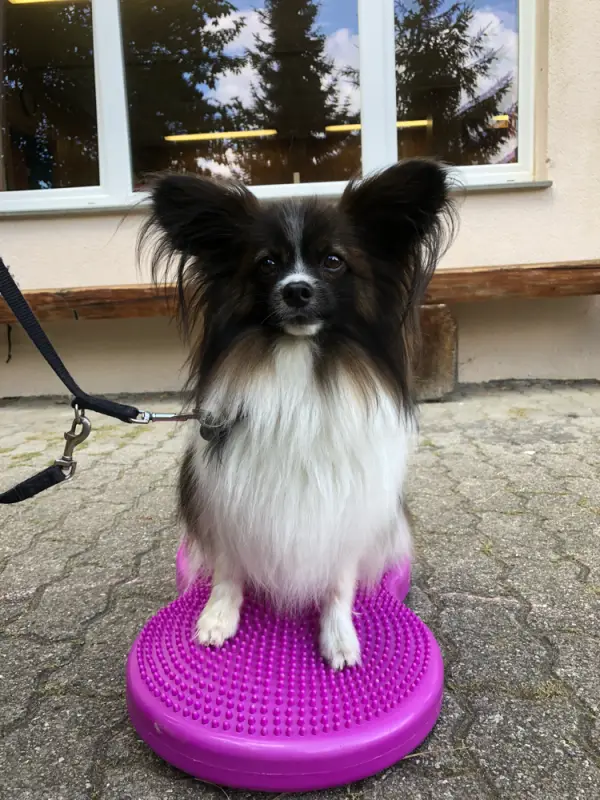 Ein kleiner Hund sitzt auf einem lila Hundebett. – Jugend und Hund Lager 2018 in Segnas