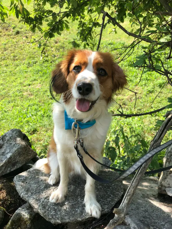 Ein Hund, der auf einem Felsen mit blauem Kragen steht. – Jugend und Hund Lager 2019 in Segnas