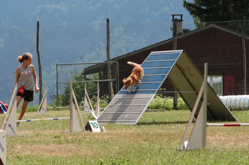 Ein Hund springt über eine Rampe in einem Feld. – Jugend und Hund Lager 2019 in Segnas