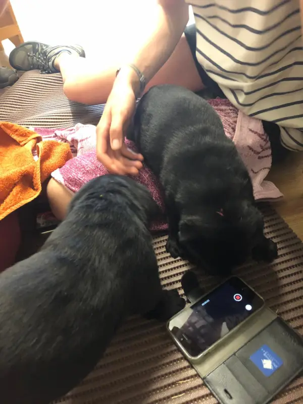 Eine Frau streichelt einen Hund auf einen Teppich. – Jugend und Hund Lager 2019 in Segnas