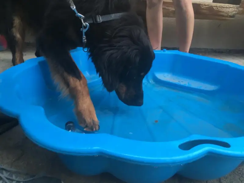 Ein Hund trinken Wasser aus einer blauen Schale. – Jugend und Hund Lager 2019 in Segnas
