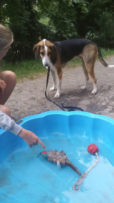 Eine Frau spielt mit einem Hund in einem Pool. – Jugend und Hund Lager 2019 in Segnas