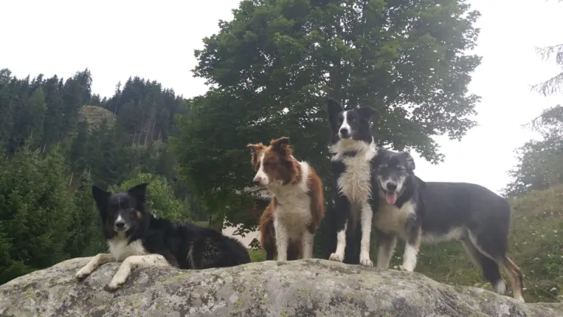 Eine Gruppe von Hunden, die auf einem Felsen sitzen. – Jugend und Hund Lager 2019 in Segnas