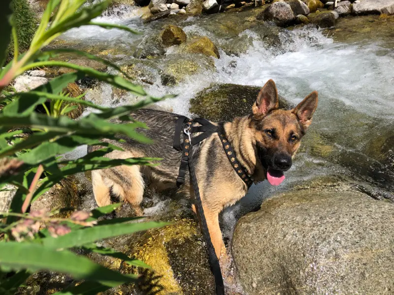 Ein Hund sitzt auf einem Felsen in einem Bach. – Jugend und Hund Lager 2019 in Segnas