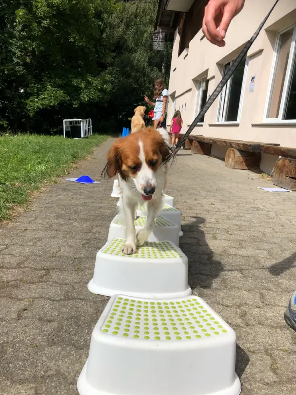 Ein Hund steht auf einer Stufenleiter. – Jugend und Hund Lager 2019 in Segnas