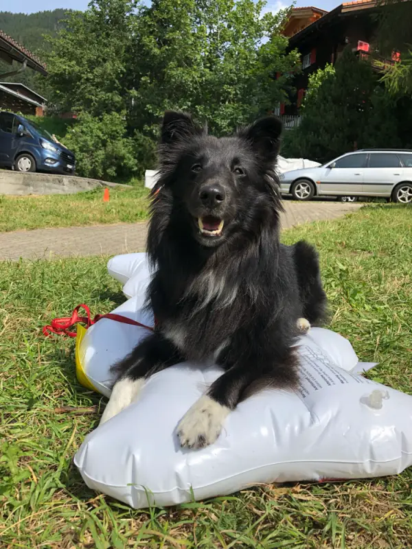 Ein Hund sitzt auf einem Kissen im Gras. – Jugend und Hund Lager 2019 in Segnas