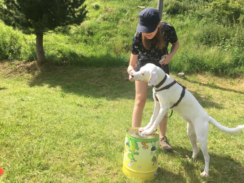 Eine Frau spielt mit einem Hund auf einem Feld. – Jugend und Hund Lager 2019 in Segnas