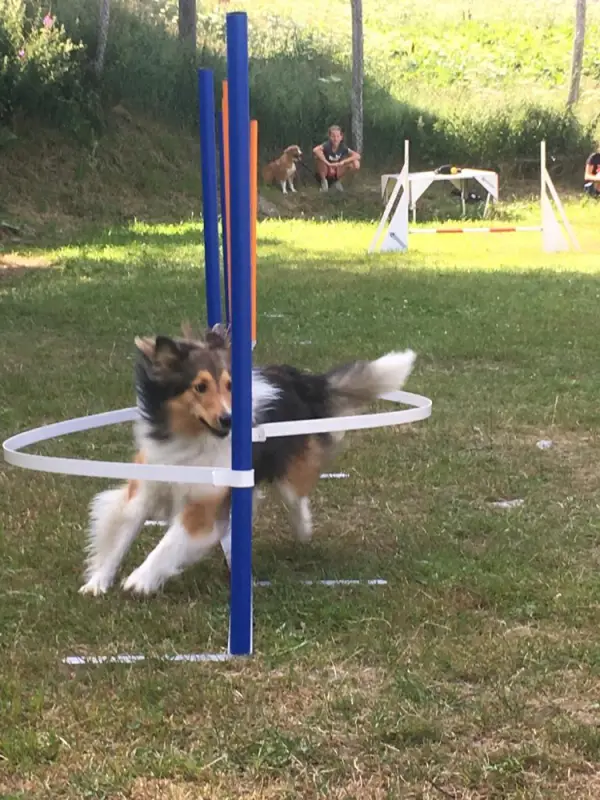 Ein hund ist springen durch eine hütte. – Jugend und Hund Lager 2019 in Segnas