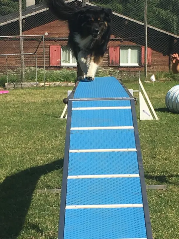 Ein Hund springt über einen blauen und weissen Frc. – Jugend und Hund Lager 2019 in Segnas