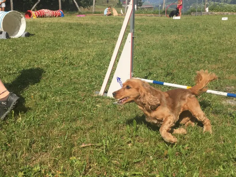 Ein Hund läuft durch ein Feld mit einem frc. – Jugend und Hund Lager 2019 in Segnas