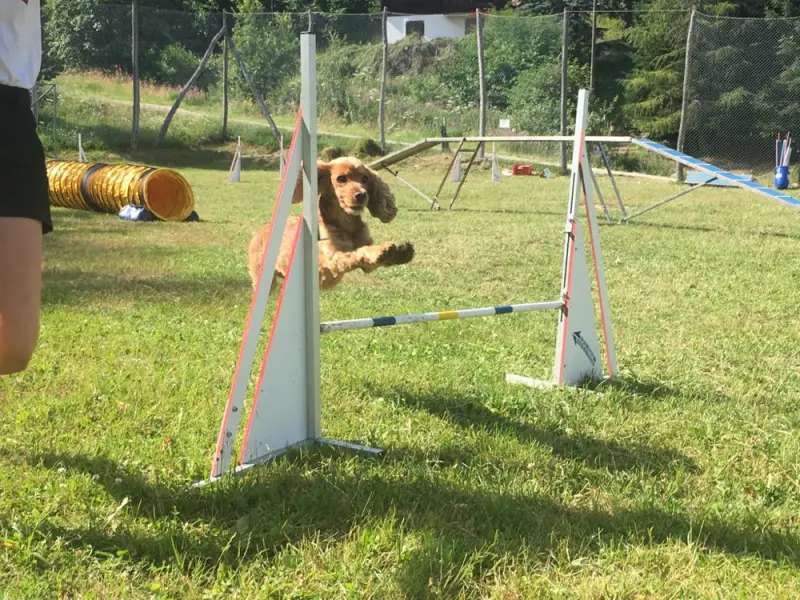 Ein Hund springt über eine Hürde in einem Feld. – Jugend und Hund Lager 2019 in Segnas
