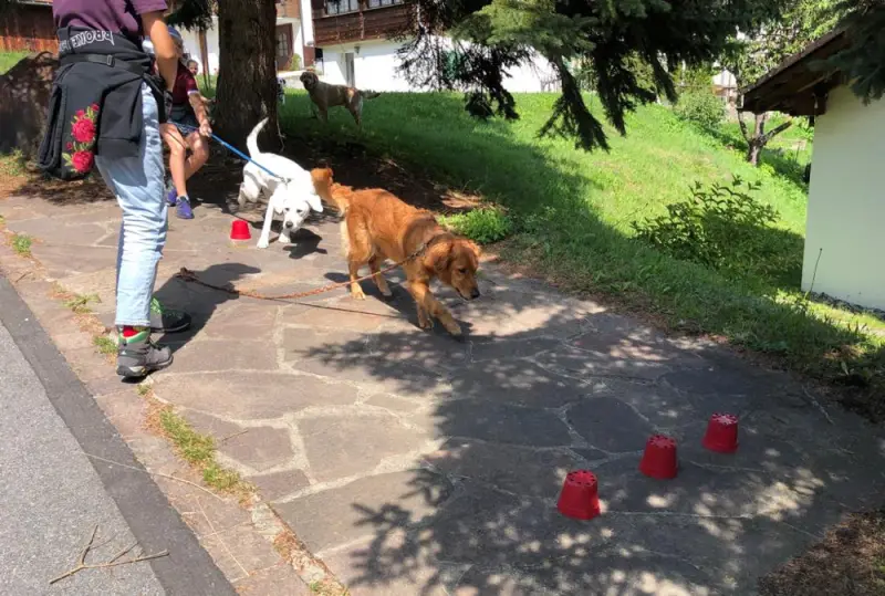 Eine Frau, die ihren Hund die Strasse entlang geht. – Jugend und Hund Lager 2019 in Segnas