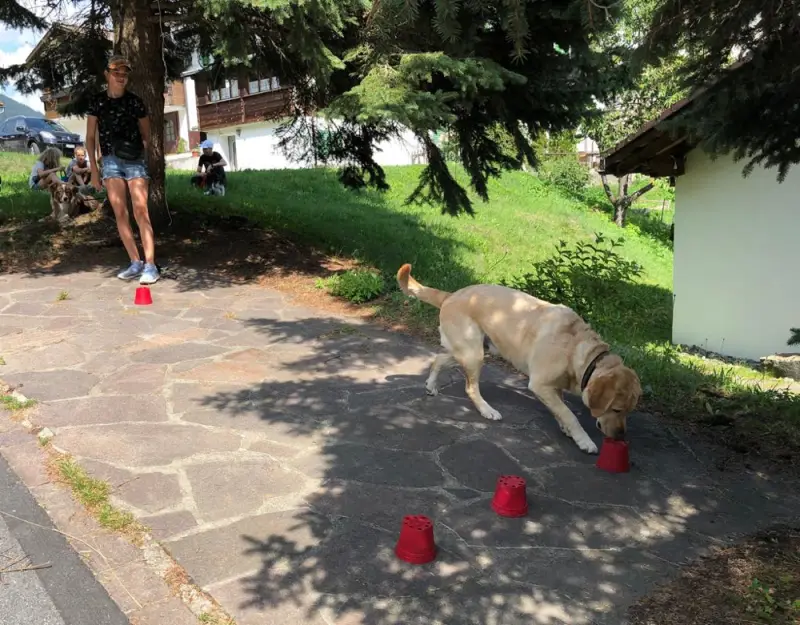 Ein Hund schnüffelt einen roten Eimer. – Jugend und Hund Lager 2019 in Segnas