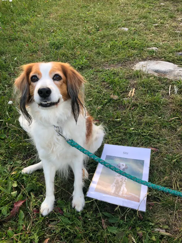 Ein Hund sitzt auf dem Gras mit einem Buch. – Jugend und Hund Lager 2019 in Segnas