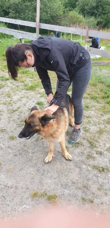 Ein haustier ein hundetier. – Jugend und Hund Lager 2020 in Segnas