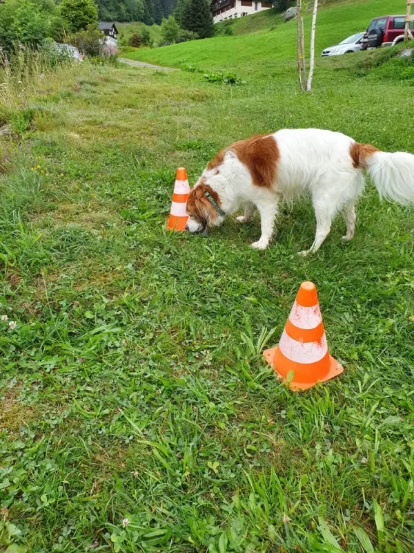 Ein Hund steht im Gras mit einem Kegel. – Jugend und Hund Lager 2020 in Segnas