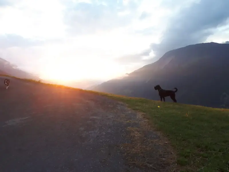 Ein Hund steht auf einem Hügel mit einem Sonnenuntergang im Hintergrund. – Jugend und Hund Lager 2020 in Segnas