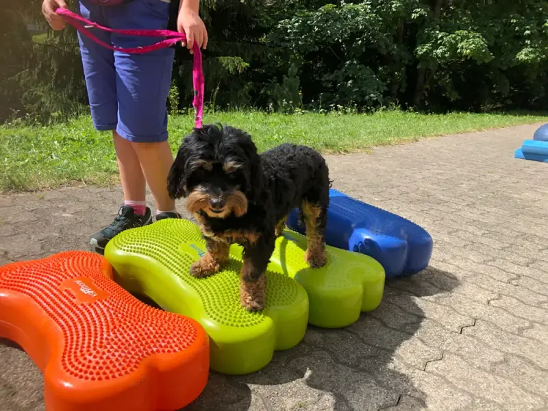 Ein kleiner Hund, der auf einem Haufen Plastikspielzeug steht. – Jugend und Hund Lager 2020 in Segnas