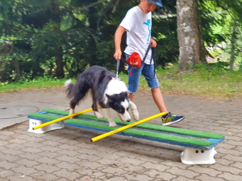 Ein Mann, der einen Hund auf einem Skateboard läuft. – Jugend und Hund Lager 2020 in Segnas