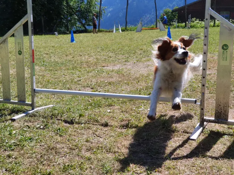 Ein Hund springt über eine Hürde in einem Feld. – Jugend und Hund Lager 2020 in Segnas