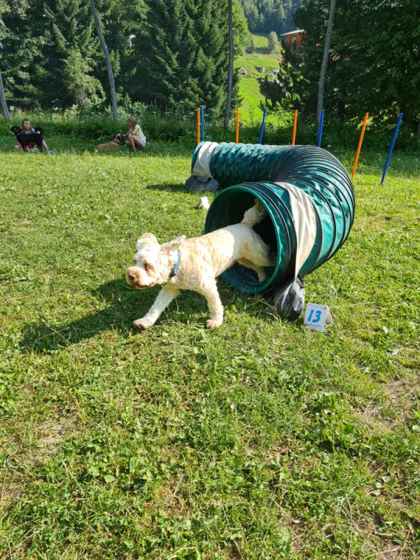 Ein Hund liegt in einem Tunnel im Gras. – Jugend und Hund Lager 2021 in Segnas