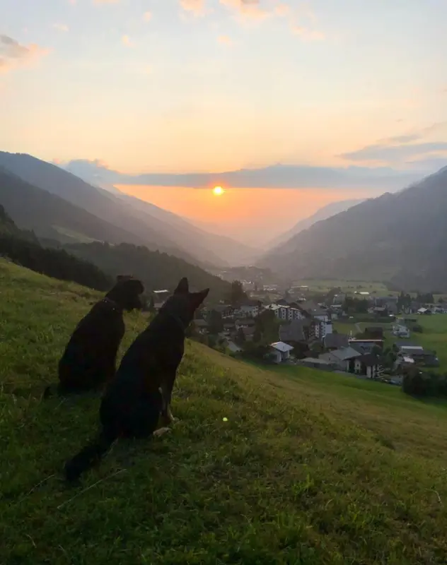 Zwei Hunde sitzen auf einem Hügel und schauen auf den Sonnenuntergang. – Jugend und Hund Lager 2021 in Segnas