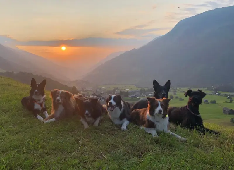 Eine Gruppe von Hunden, die auf einem Hügel sitzen. – Jugend und Hund Lager 2021 in Segnas