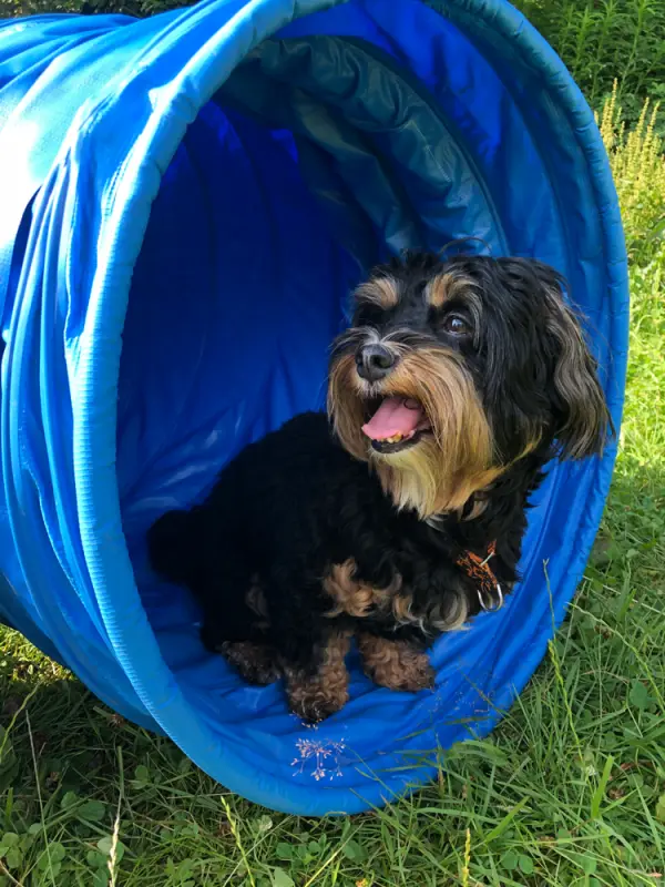 Ein kleiner Hund sitzt in einem blauen Tunnel. – Jugend und Hund Lager 2021 in Segnas