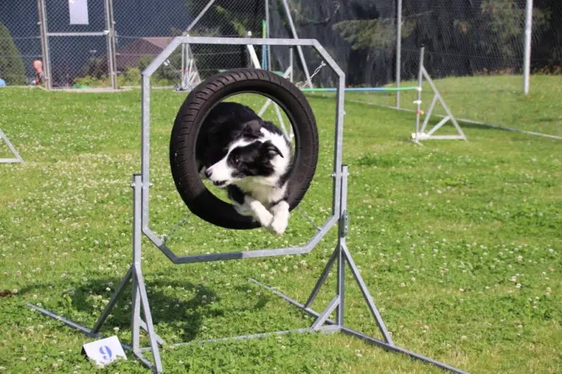 Eine Katze spielt in einem Reifenreifen. – Jugend und Hund Lager 2021 in Segnas