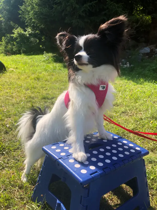 Ein kleiner Hund sitzt auf einem blauen Hocker. – Jugend und Hund Lager 2021 in Segnas