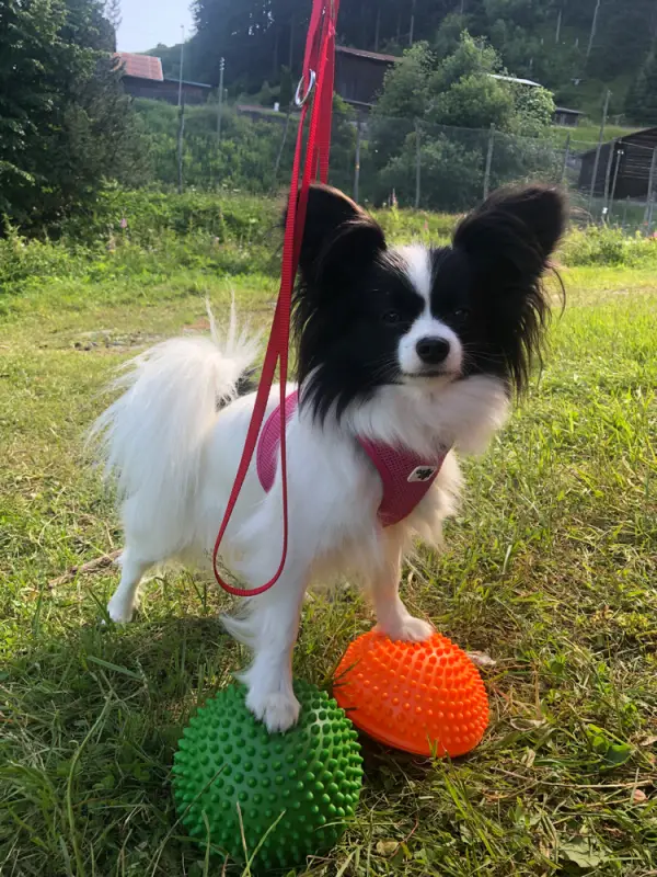 Ein kleiner Hund mit einer roten Leine und einem Ball. – Jugend und Hund Lager 2021 in Segnas