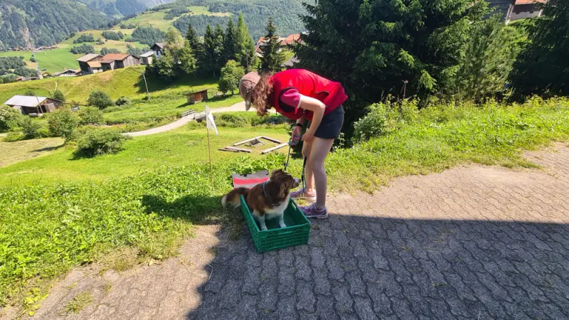 Eine Frau füttert einen Hund in einer grünen Box. – Jugend und Hund Lager 2021 in Segnas