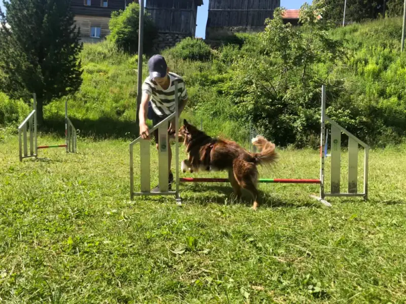 Ein Hund springt über eine Hürde in einem Feld. – Jugend und Hund Lager 2021 in Segnas