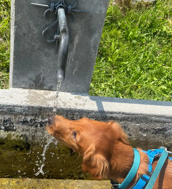 Ein Hund ein Wasser aus einem Wasser trinken. – Jugend und Hund Lager 2022 in Segnas