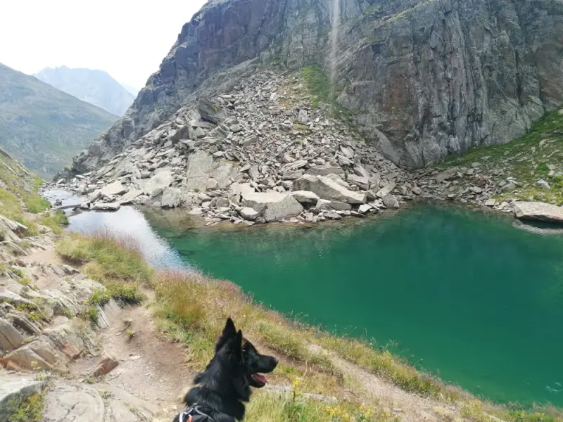 Ein Hund sitzt auf einem felsigen Pfad neben einem See. – Jugend und Hund Lager 2022 in Segnas